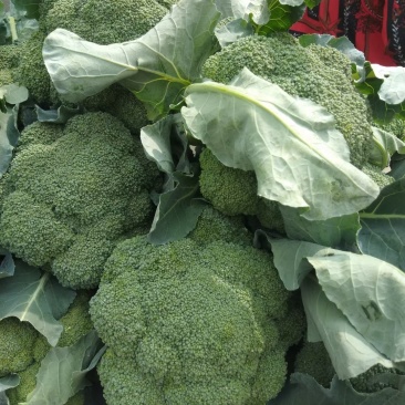 精品优西蓝花，有耐寒和耐热，一手货源，货源充足，全国发货