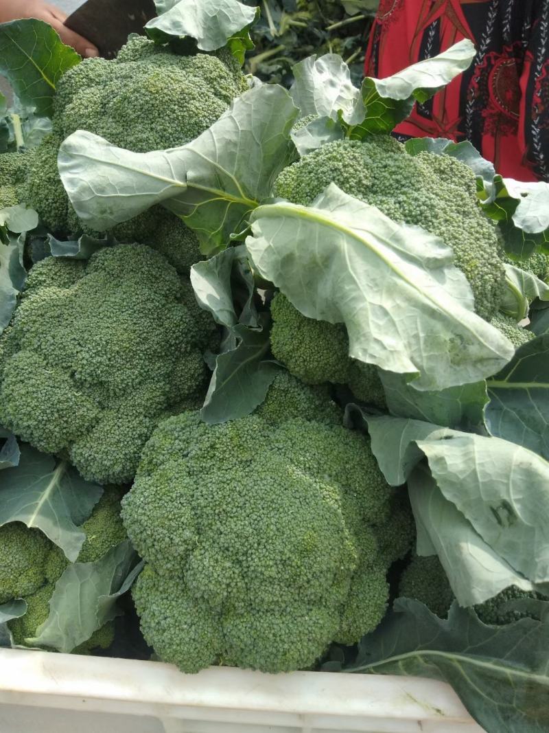精品优西蓝花，有耐寒和耐热，一手货源，货源充足，全国发货