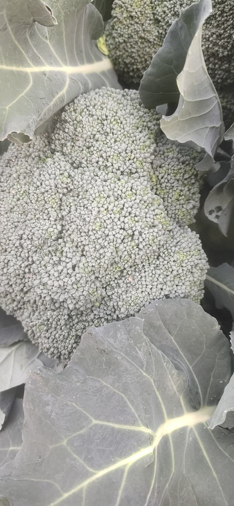 精品优西蓝花，有耐寒和耐热，一手货源，货源充足，全国发货