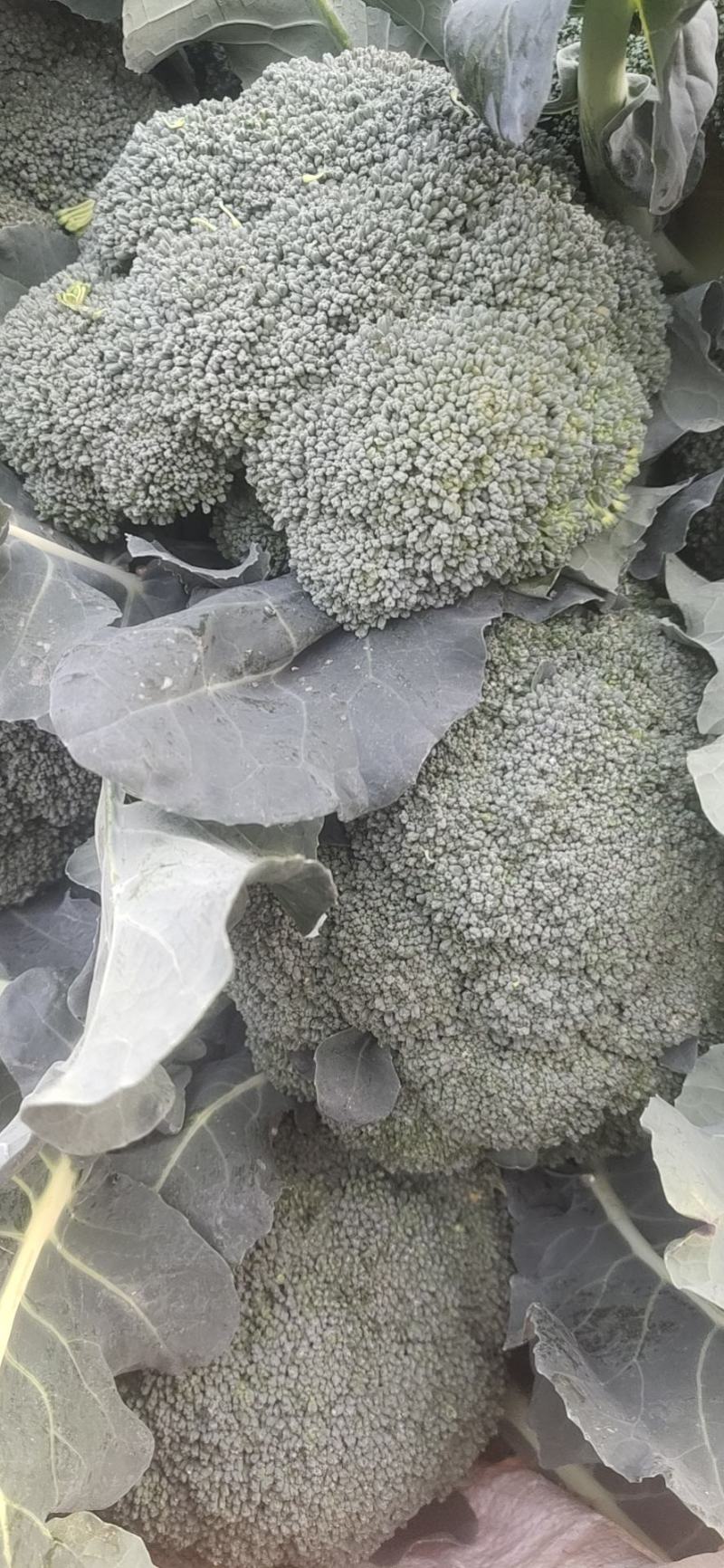 精品优西蓝花，有耐寒和耐热，一手货源，货源充足，全国发货