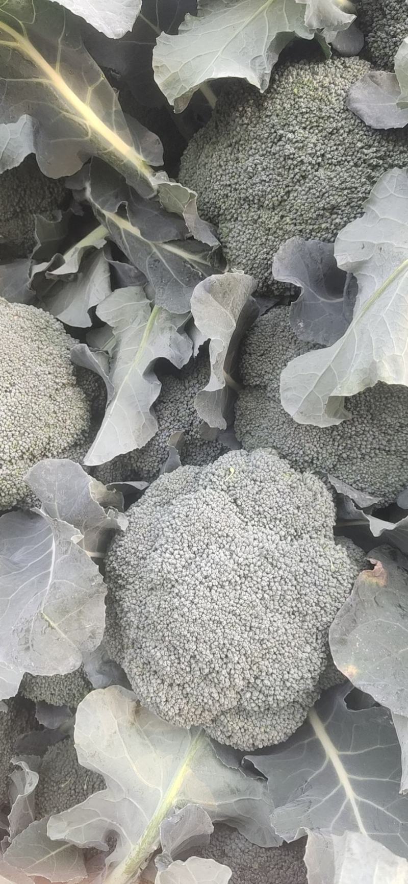 精品优西蓝花，有耐寒和耐热，一手货源，货源充足，全国发货