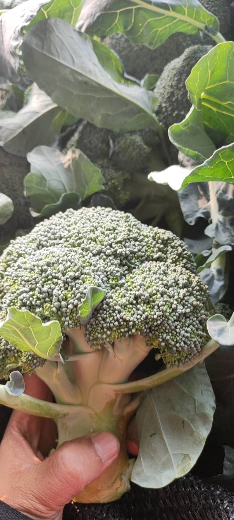 精品西蓝花，一手货源，货源充足，全国发货，有耐寒和耐热等