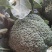 精品西蓝花，一手货源，货源充足，全国发货，有耐寒和耐热等