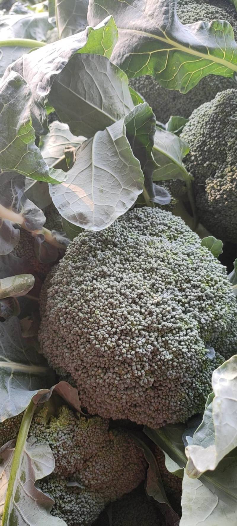 精品西蓝花，一手货源，货源充足，全国发货，有耐寒和耐热等