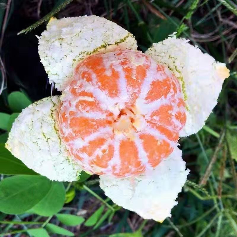 优质精品高山早熟蜜桔大量上市！果园看货量大从优！
