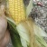 大黄518先锋甜水果玉米大黄水果玉米