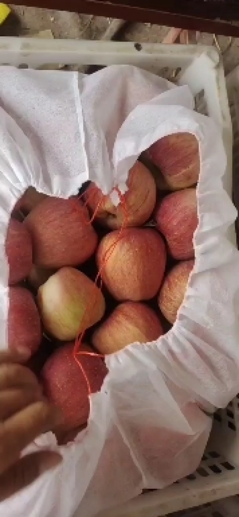 山区特产红星苹果
