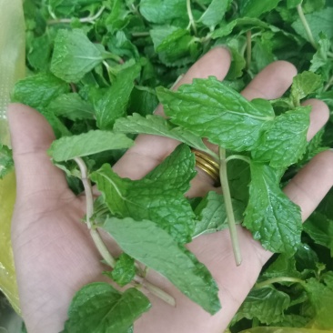 云南普洱簿荷_簿荷叶鲜货_煲汤炒吃凉拌