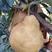 威海梨昆嵛山特产丑梨，基地种植，产量大，适合市场推