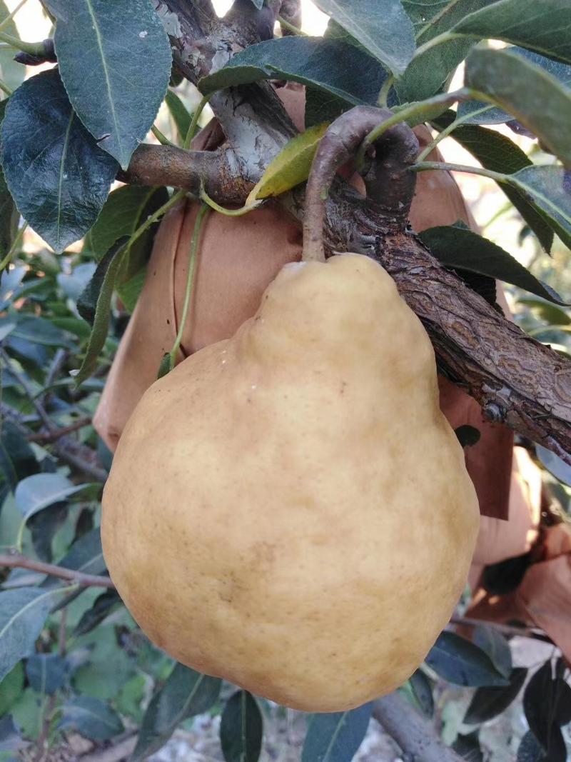 威海梨昆嵛山特产丑梨，基地种植，产量大，适合市场推