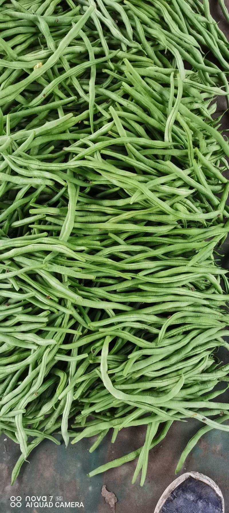 芸豆豆王扁青芸豆量大从优产地发货欢迎选购