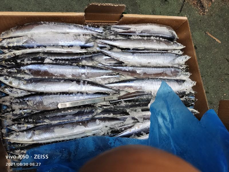 秋刀鱼海洋捕捞食品加工原料鱼船冻原料