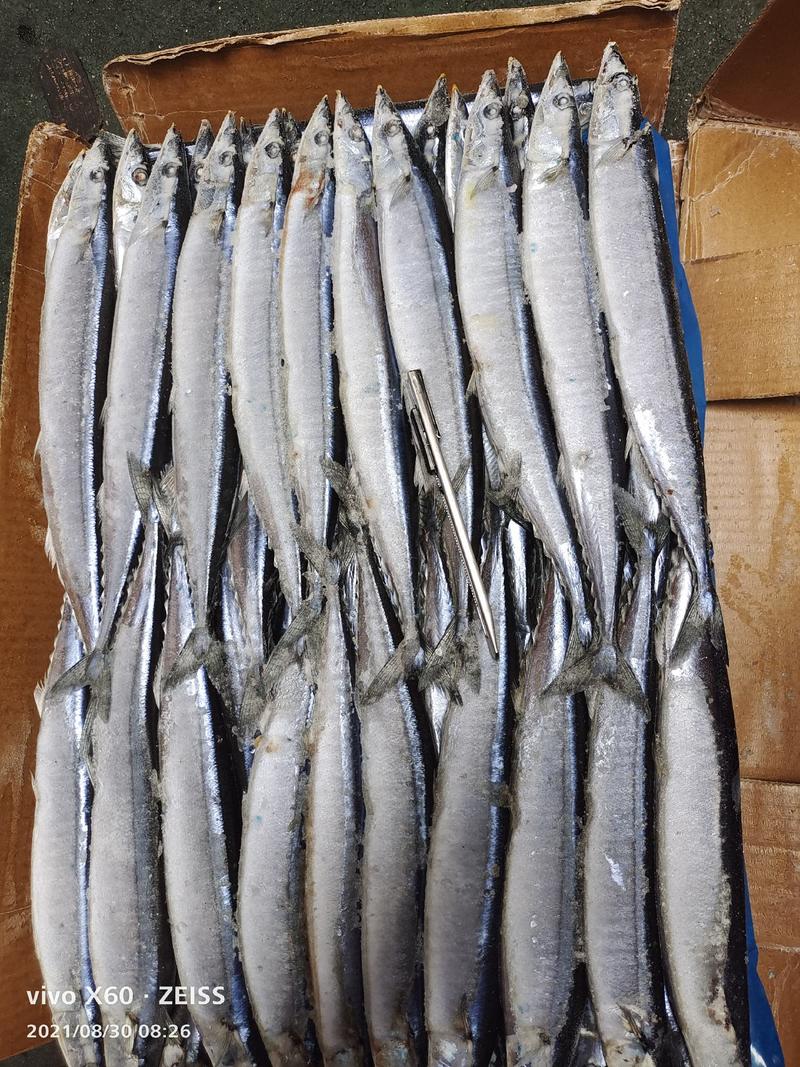 秋刀鱼海洋捕捞食品加工原料鱼船冻原料