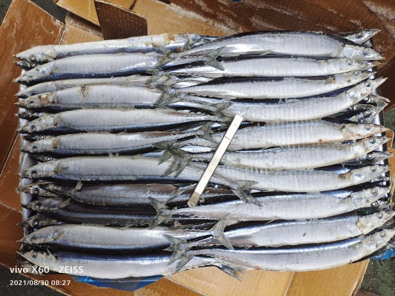 秋刀鱼海洋捕捞食品加工原料鱼船冻原料