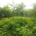 工程护坡灌木种子胡枝子紫穗槐小冠花荆条猪屎豆银合欢绿化草