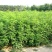 工程护坡灌木种子胡枝子紫穗槐小冠花荆条猪屎豆银合欢绿化草