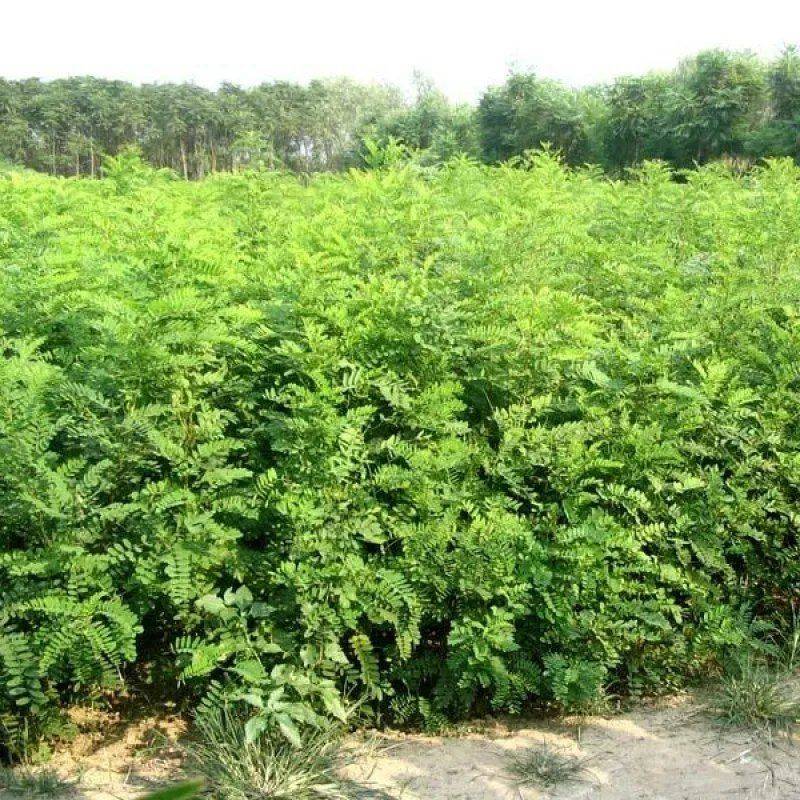 工程护坡灌木种子胡枝子紫穗槐小冠花荆条猪屎豆银合欢绿化草