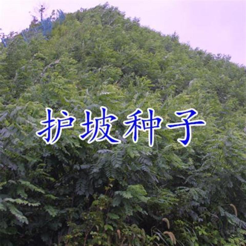 工程护坡灌木种子胡枝子紫穗槐小冠花荆条猪屎豆银合欢绿化草