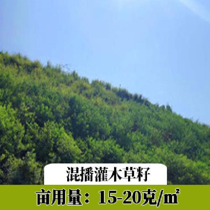 工程护坡灌木种子胡枝子紫穗槐小冠花荆条猪屎豆银合欢绿化草