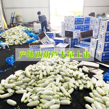 精品冷棚西葫芦，产地直达，品质保证，实力代办。