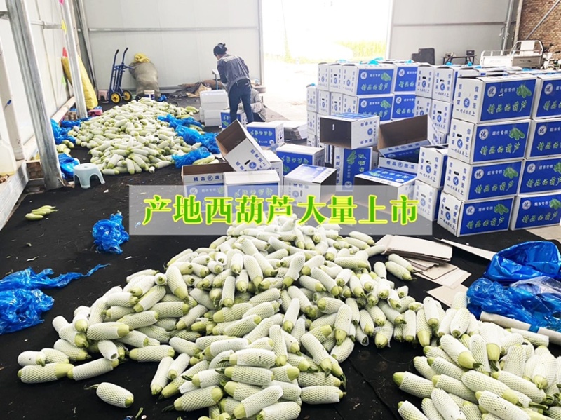 精品冷棚西葫芦，产地直达，品质保证，实力代办。