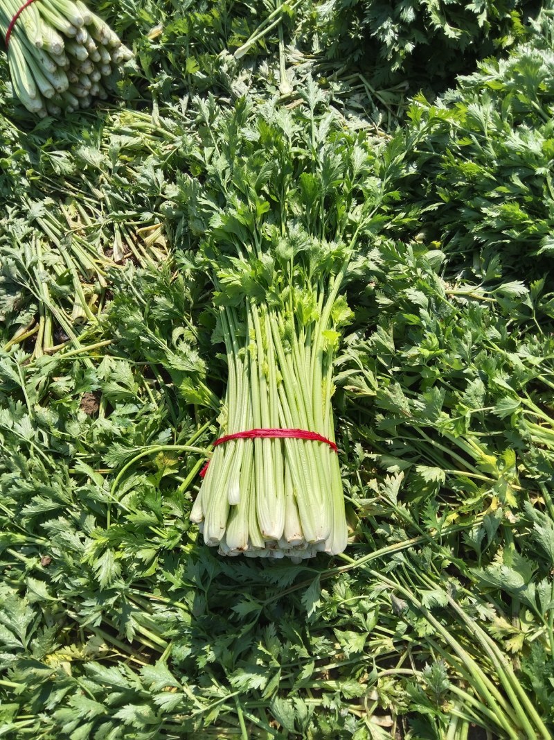 诚信为本，礼貌待人以质量求生存