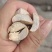 杧果核，新货杧果核果仁饱满颜色好，经营千余种中药材欢迎购