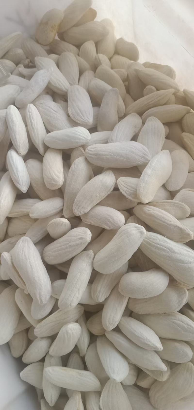 杧果核，新货杧果核果仁饱满颜色好，经营千余种中药材欢迎购