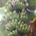 新鲜香蕉/广东湛江粉蕉/小米蕉/苹果蕉1.5元/斤