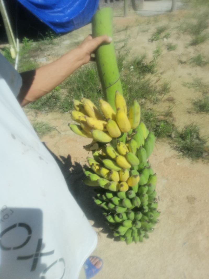 新鲜香蕉/广东湛江粉蕉/小米蕉/苹果蕉1.5元/斤