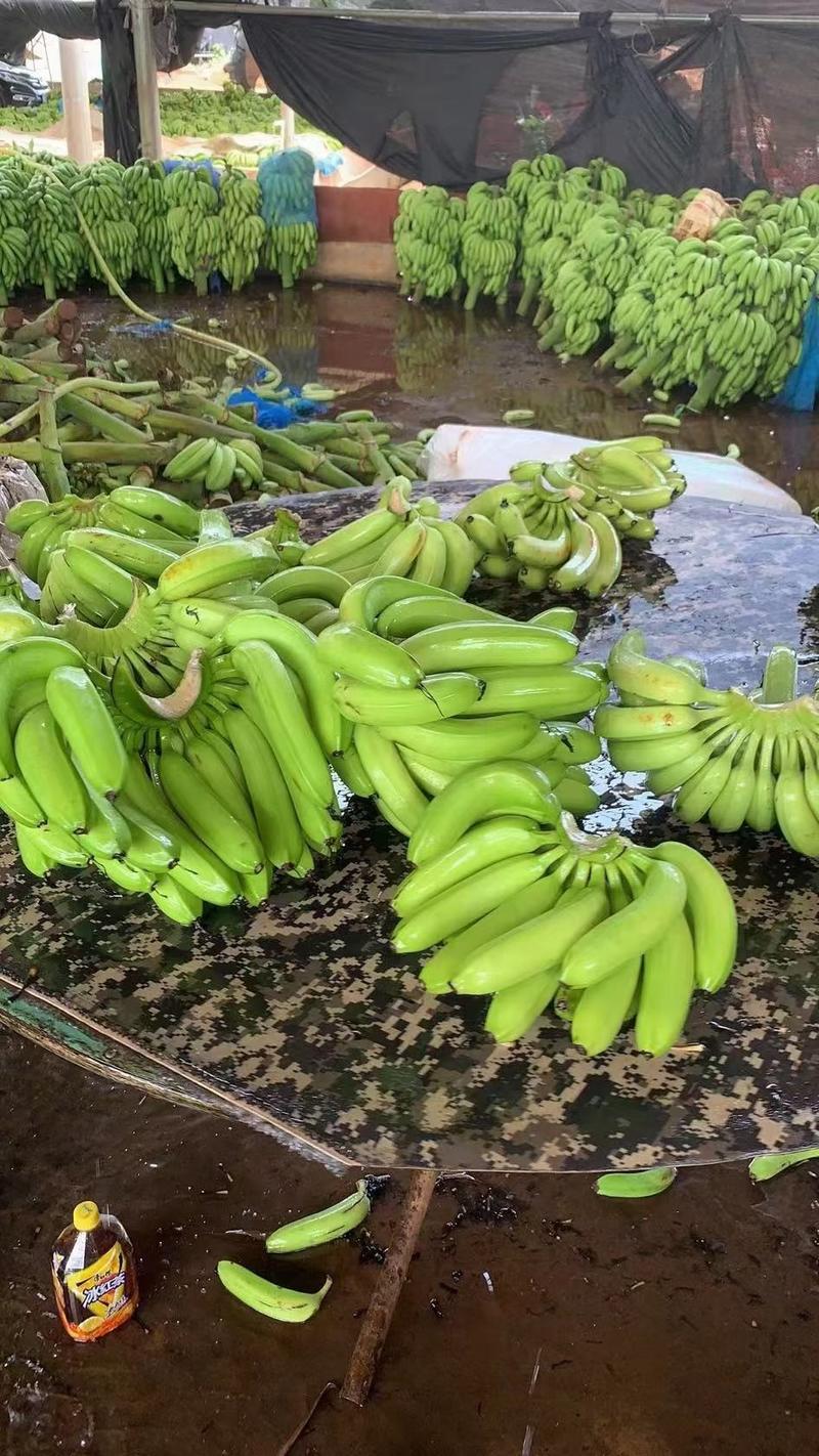 广东三把香蕉，二黄，生蕉大量有货