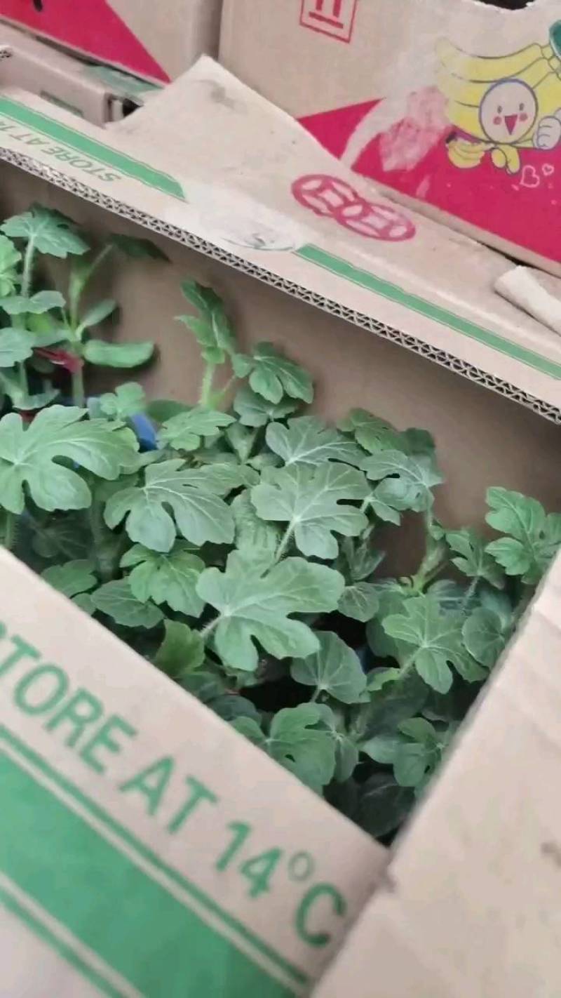 美都西瓜苗，御美都嫁接西瓜苗，宿都种苗