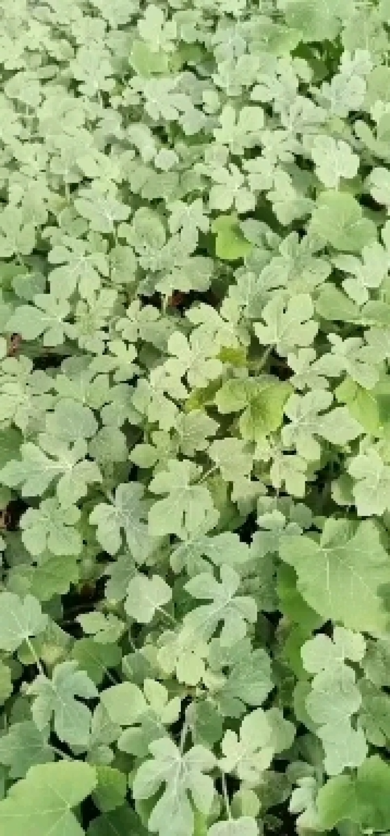 美都西瓜苗，御美都嫁接西瓜苗，宿都种苗