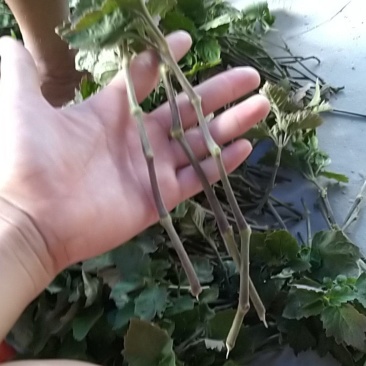 广藿香插枝苗大量出售