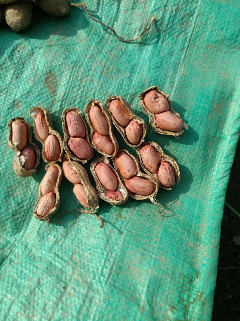 开封纯沙地带壳花生干花生，油料花生大量上市