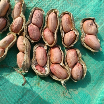 开封纯沙地带壳花生干花生，油料花生大量上市