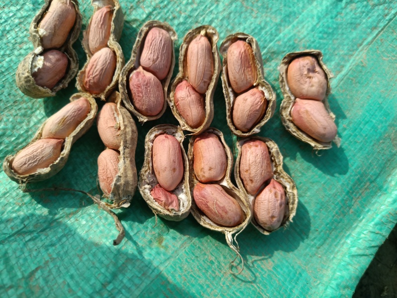 开封纯沙地带壳花生干花生，油料花生大量上市