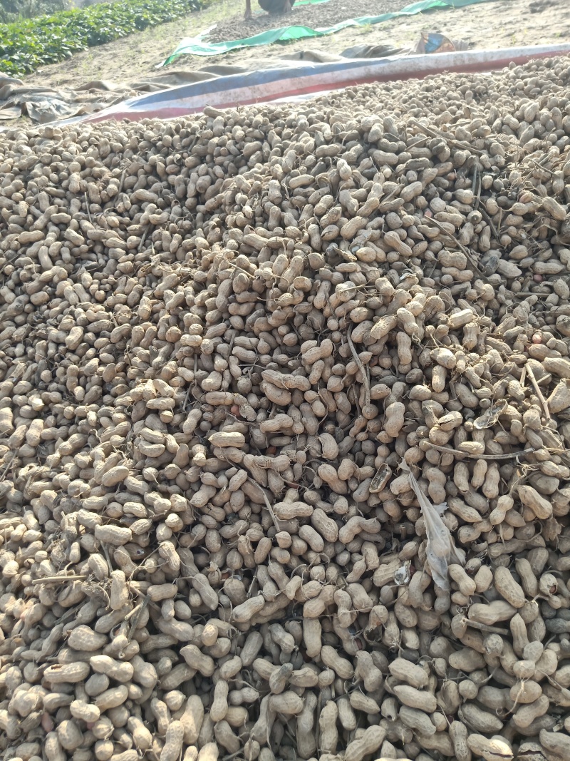 开封纯沙地带壳花生干花生，油料花生大量上市