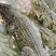 规格齐全商品鱼量大优惠！每天都带农业农村局下发标签