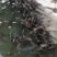鳄鱼苗1000个起98一个每条都带农业农村局下发标签