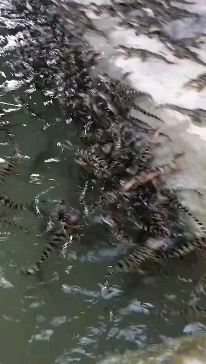 鳄鱼苗1000个起98一个每条都带农业农村局下发标签