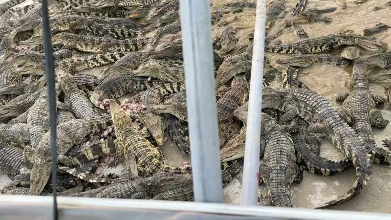 鳄鱼苗1000个起98一个每条都带农业农村局下发标签
