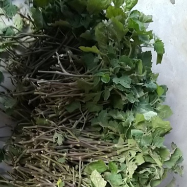 藿香种苗