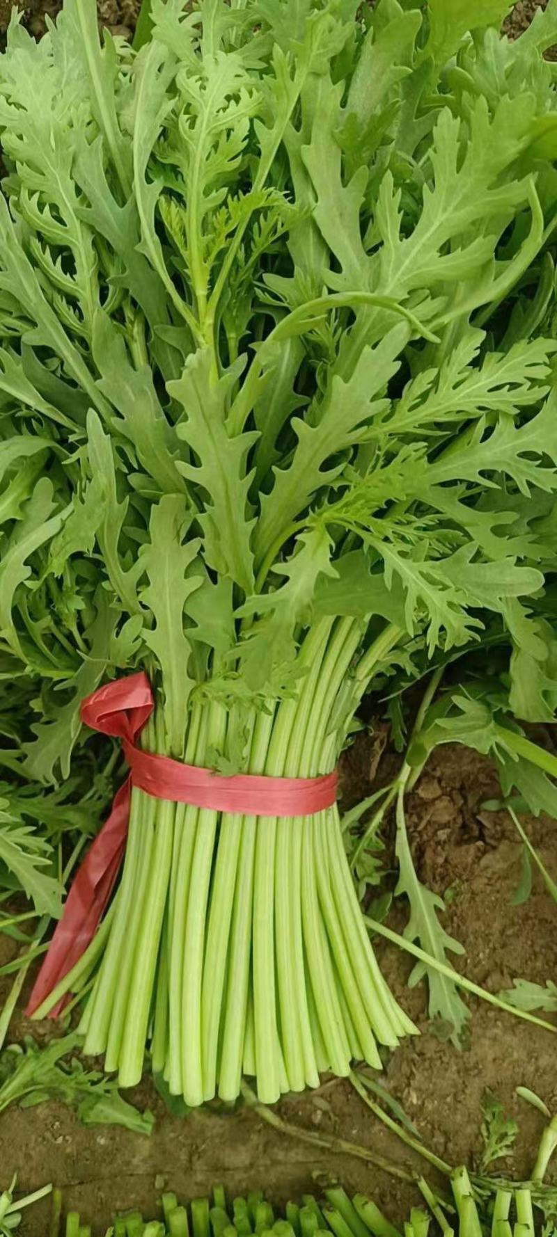 《上品》茼蒿大量上市了，价格美丽，一手货源，基地直发。