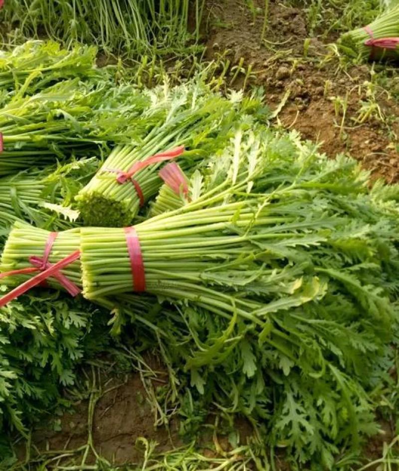 《上品》茼蒿大量上市了，价格美丽，一手货源，基地直发。
