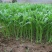 《上品》茼蒿大量上市了，价格美丽，一手货源，基地直发。