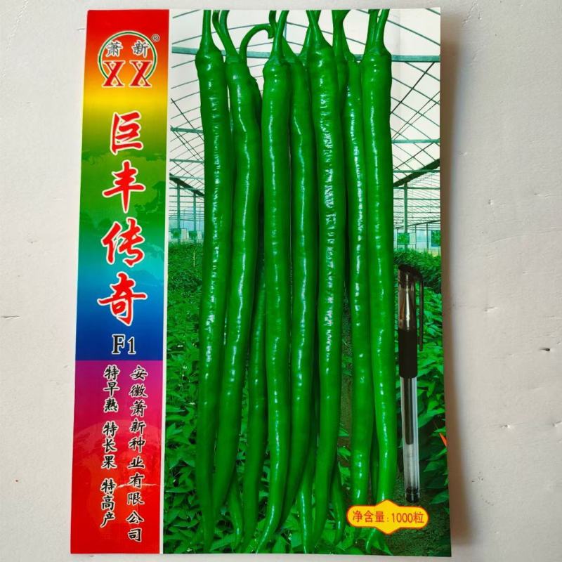 萧新巨丰传奇线椒种子杂交一代早熟品种种子