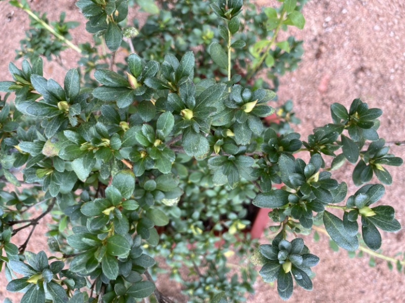 皋月杜鹃绢之舞，满树花苞，原生老桩