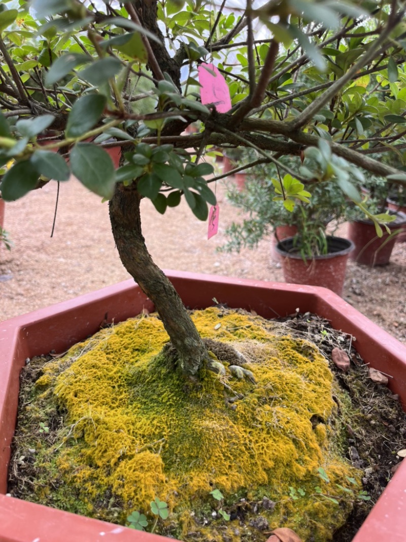 皋月杜鹃绢之舞，满树花苞，原生老桩
