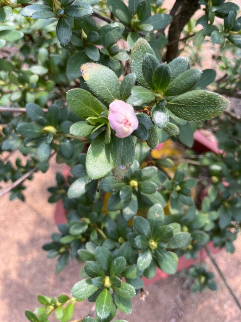皋月杜鹃绢之舞，满树花苞，原生老桩